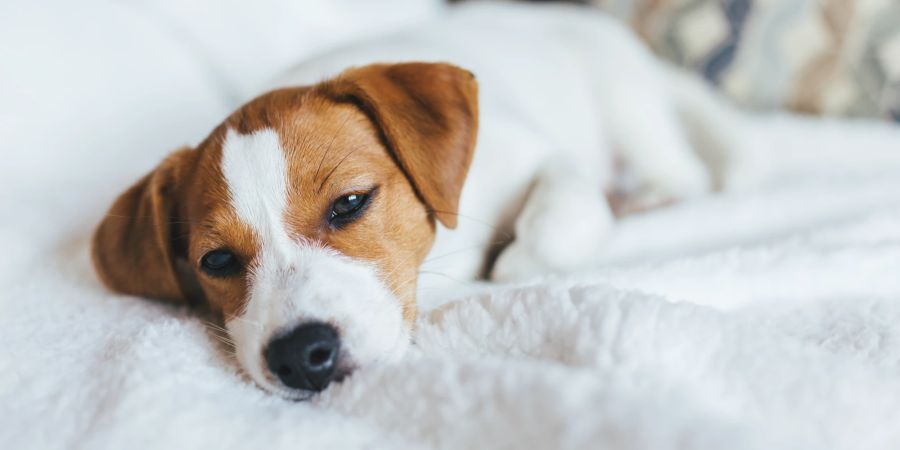 Müder Welpe liegt auf weisser Decke