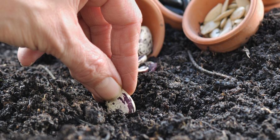Hand pflanzt Samen in Erde ein