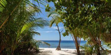 malediven, insel, blauer himmel, palmen