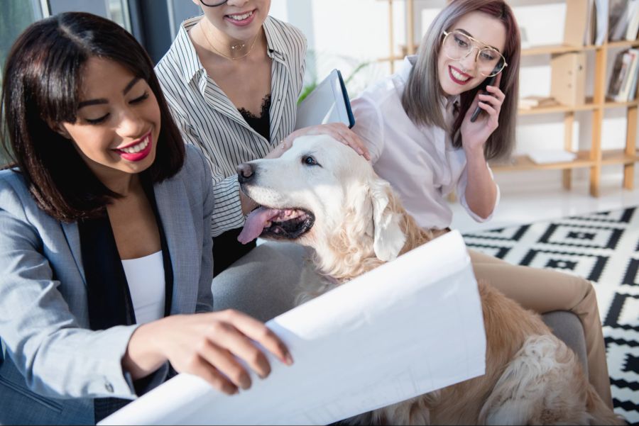 Hund im Büro