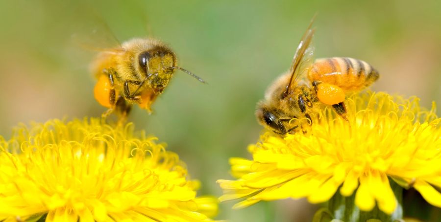 Bienen am Löwenzahn