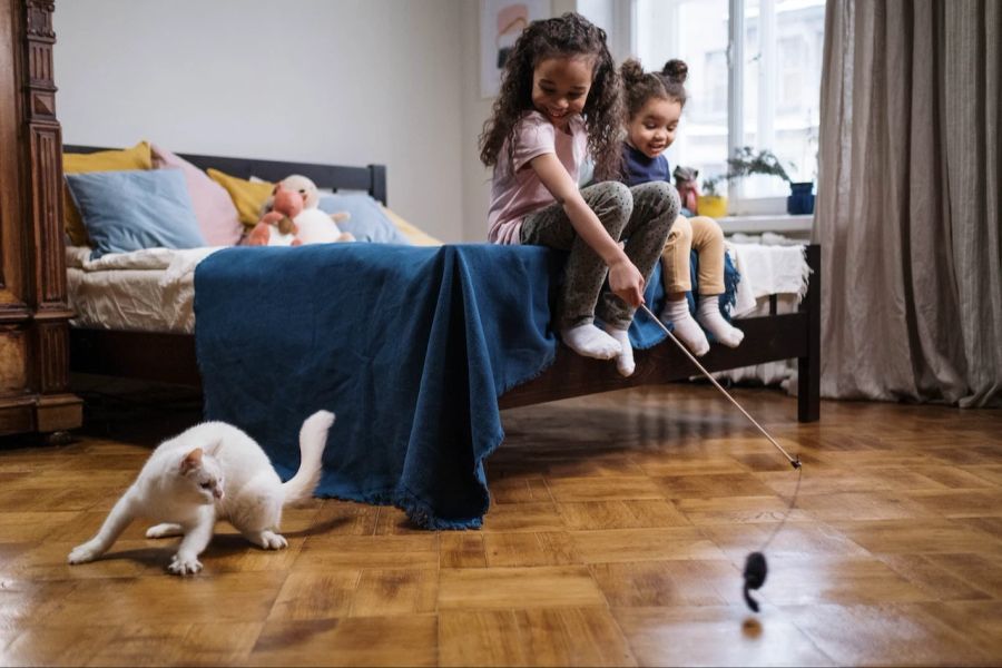 Katze spiel