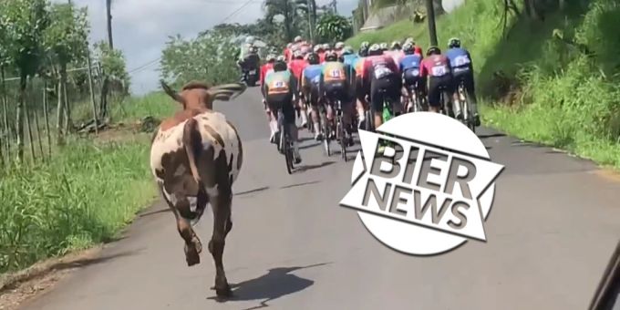 Zeigte Ausdauer - Kuh nimmt in Costa Rica an Velorennen teil