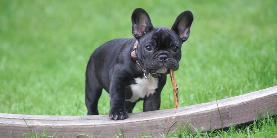 Frenchie, schwarz