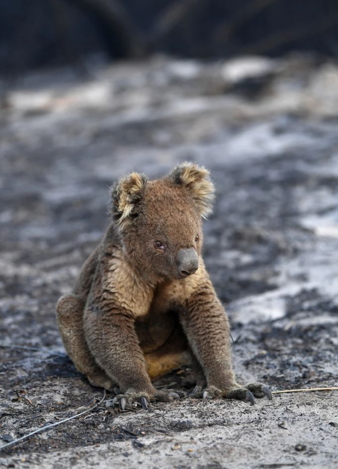 Das Foto eines verletzten Koala, der bei dem gleichen Brand wie Ember zum Opfer fiel. (Symbolbild) koala baby kind brand