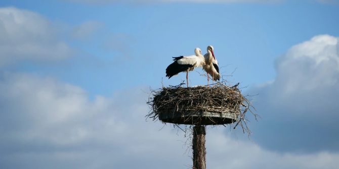 Störche Nest Horst