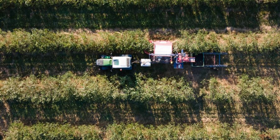 Ein Traktor mit einem Ernteanhänger fährt über eine Aroniaplantage. Auf den sächsischen Aronia-Feldern hat die Ernte begonnen.