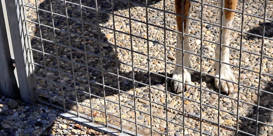 In Tierheimen des Schweizer Tierschutzes sind im vergangenen Jahr 7724 Katzen, 2012 Hunde, 2220 Nager sowie 1555 Vögel, Schildkröten, Pferde und Exoten aufgenommen worden. Über 7000 Tiere wurden von ihren Halterinnen und Haltern abgegeben. (Symbolbild)
