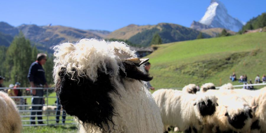 Schafe in Zermatt