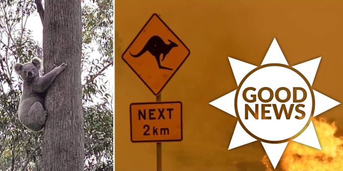 Good News - Koala-Sichtung weckt nach Buschfeuer-Zerstörung Hoffnungen