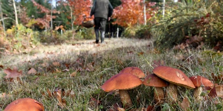 Pilze in einem Wald