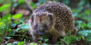 Igel Garten Erde laufen