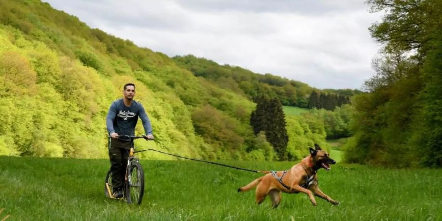 Mario Reitz lässt sich auf einem «Dogscooter» von seiner belgischen Schäferhündin Kira ziehen. Mit bis zu 40 Stundenkilometern rast das Gespann über Feldwege oder Wiesen. Foto: Harald Tittel
