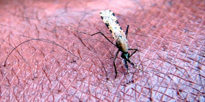 Eine Mücke der Gattung «Anopheles gambiae», ein bekannter Verbreiter der Malaria-Erkrankung. Weltweit Malaria-Impfkampagne