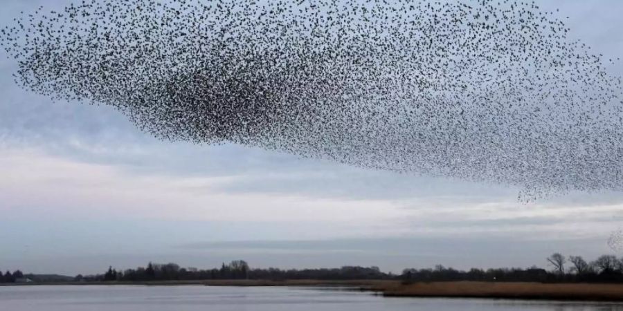 Im Frühjahr und Herbst lässt sich beobachten, wie riesige Starenschwärme über die Wiesen im deutsch-dänischen Grenzebiet fliegen. Foto: Carsten Rehder