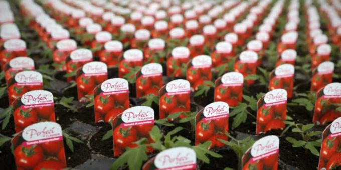 Berlin - Hersteller von Kinder-Tomatensauce senkt nach Kritik Zuckergehalt