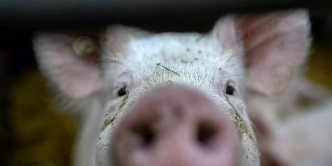 Schwein in einem Stall in Dortmund Schwein in einem Stall in Dortmund