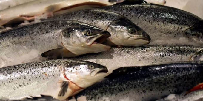 Zum Verkauf angebotene Lachse. (Symbolbild) Lachs