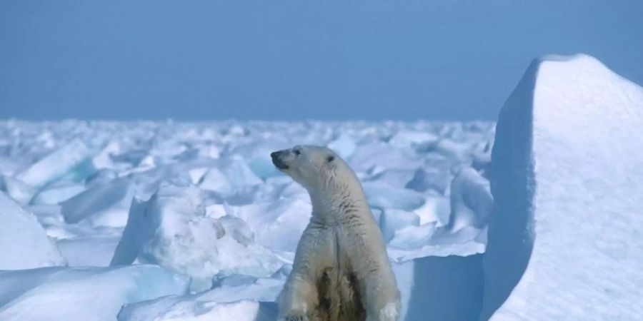 Opfer des Klimawandels: Der Eisbär