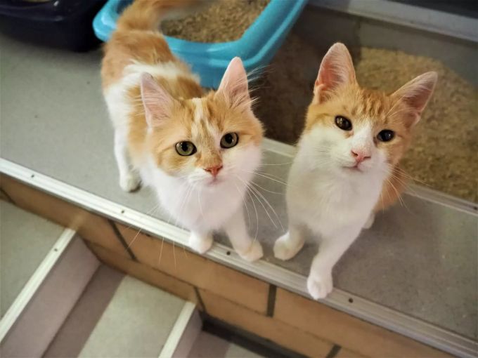 Die beiden Katzen Lisa und Diego haben gesundheitliche Probleme. Tierheim Strubeli Hegnau