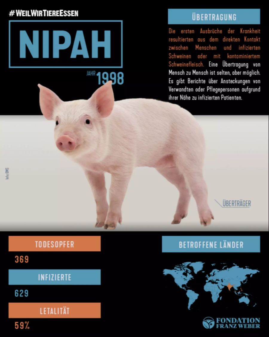 NIPAH kam vom Schwein auf den Mensch.