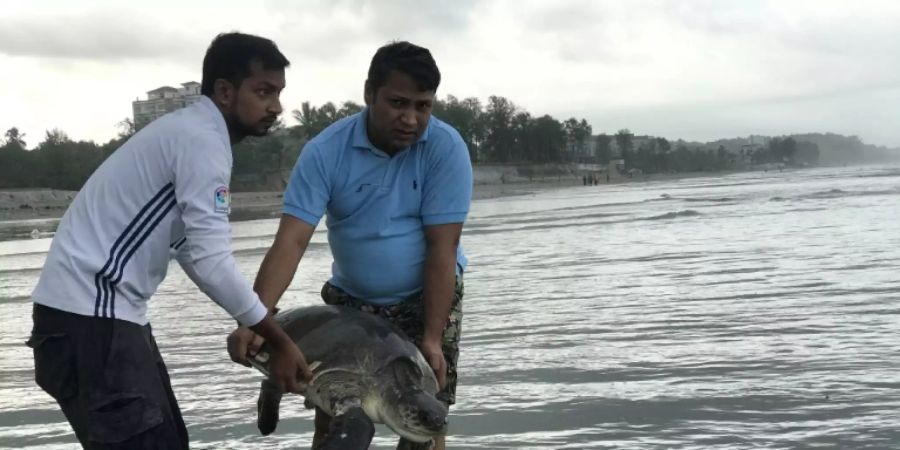 Einige der ins Meer entlassenen Tiere kehrten sofort wieder um.