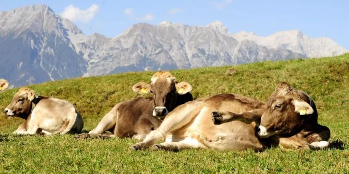 Kühe auf einer Alp in Österreich (Symbolbild) alp österreich