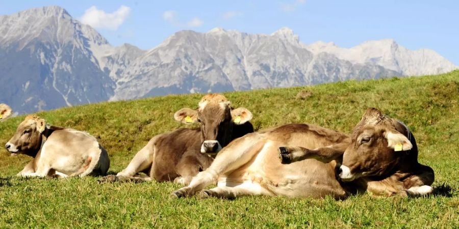 alp österreich