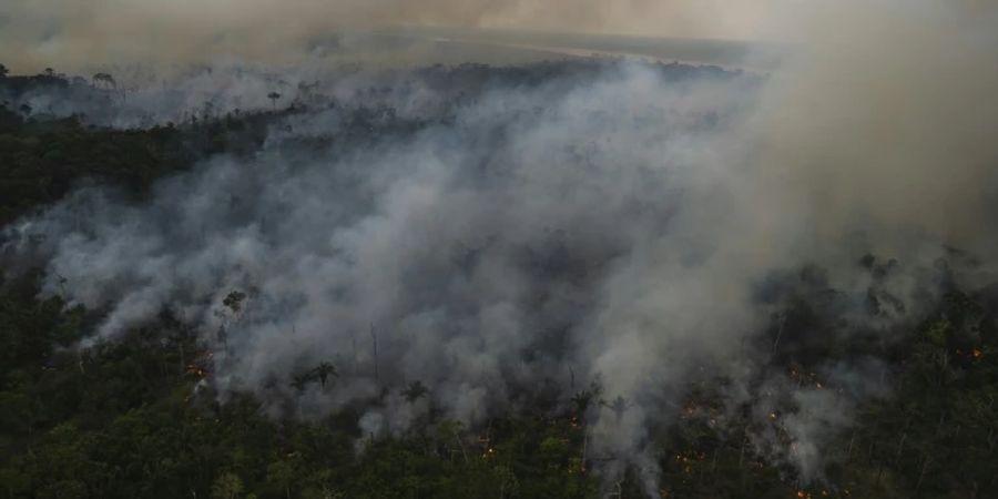 amazonas regenwald