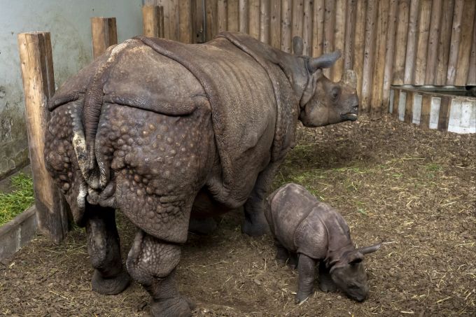 Der junge Panzernashorn-Bulle Tarun, rechts, mit seiner Mutter Quetta, links, im Zoo Basel, am Mittwoch, 1. Juni, 2022. Tarun wurde am 13. Mai 2022 geboren. (KEYSTONE/Georgios Kefalas) Zoo Basel