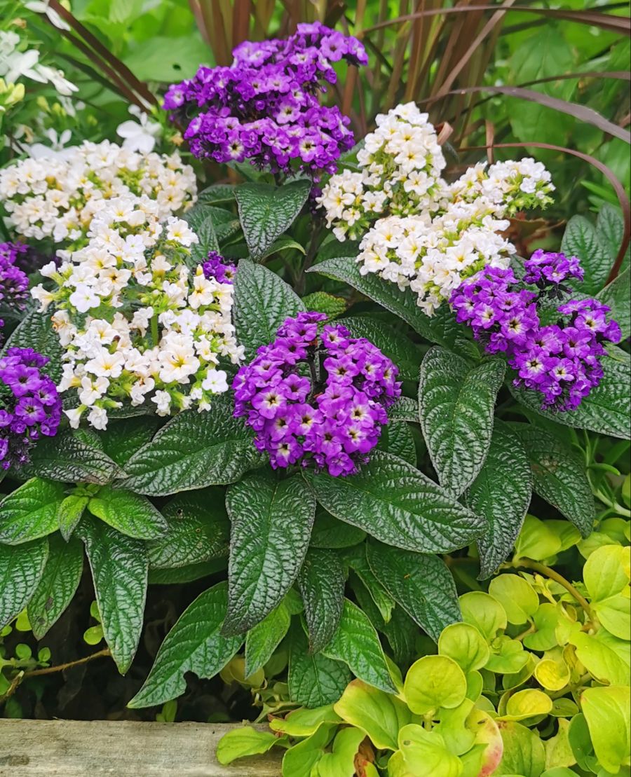 Blume Blüte lila weiss Schmetterings-Vanille