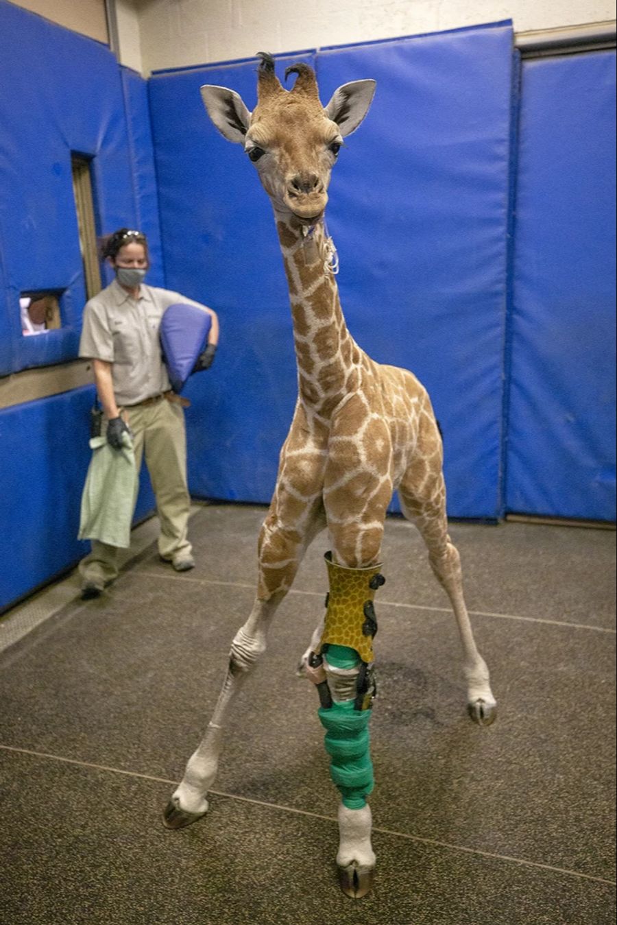 Giraffe