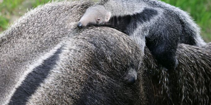 Das Jungtier sitzt auf dem Rücken seiner Mutter Ibera. Das Jungtier sitzt auf dem Rücken seiner Mutter Ibera.