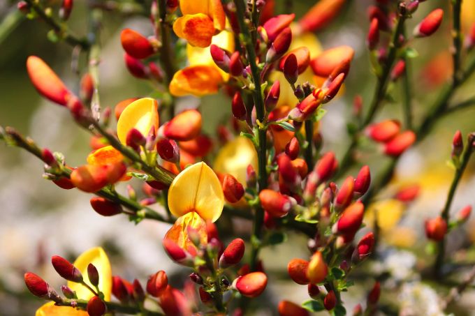 Wie ein Sonnenuntergang aus Blüten: Ginster. Ginster Zierstrauch Blüten orange-gelb