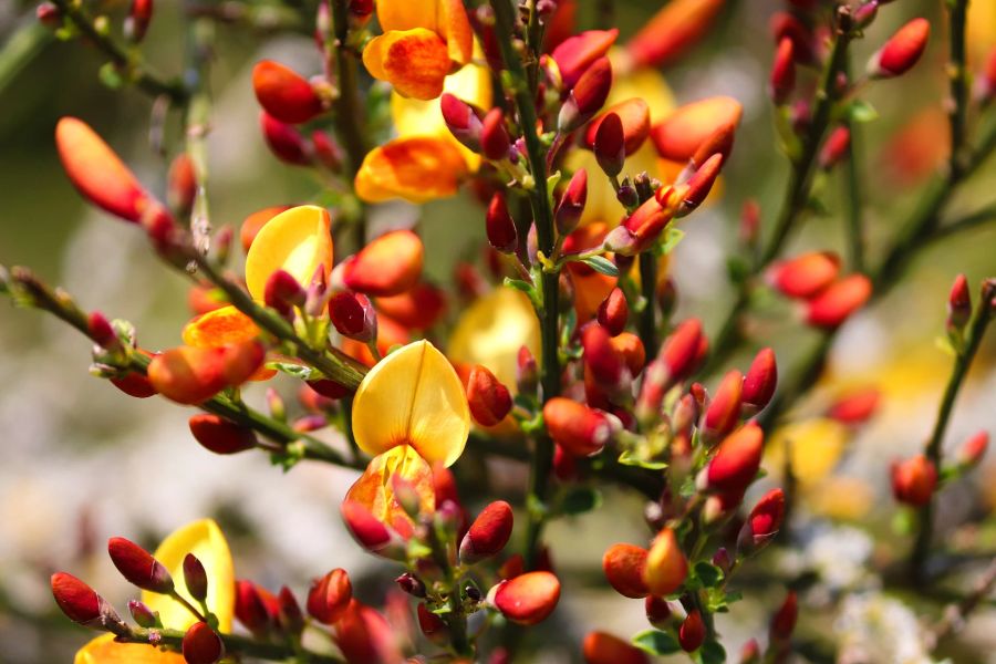 Ginster Zierstrauch Blüten orange-gelb