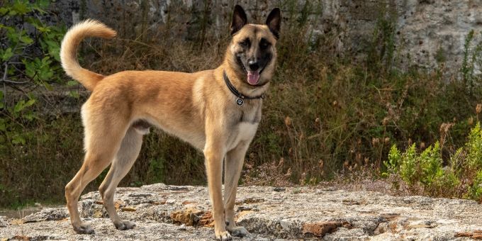 Trogen AR: Diensthund «Jango» findet vermissten Jugendlichen. Appenzell Ausserrhoden