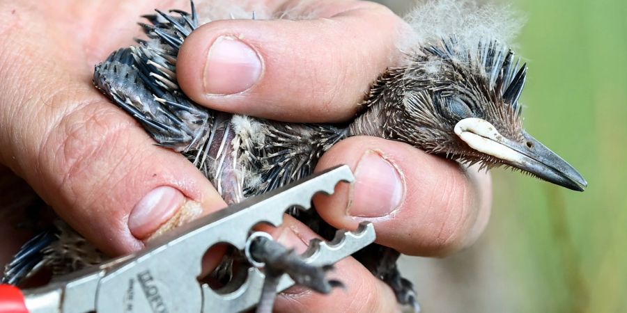 Ein Wiedehopf-Küken wird in Sielmanns Naturlandschaft Döberitzer Heide beringt. Für den Vogel des Jahres sind 22 Nistkästen aufgestellt in denen bisher 27 Küken waren und 21 beringt werden konnten.