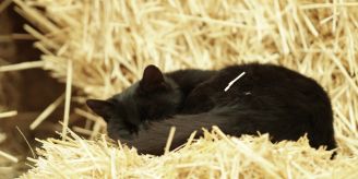 Gute Frage - Wo schlafen eigentlich Streunerkatzen? Gute Frage - Wo schlafen eigentlich Streunerkatzen?