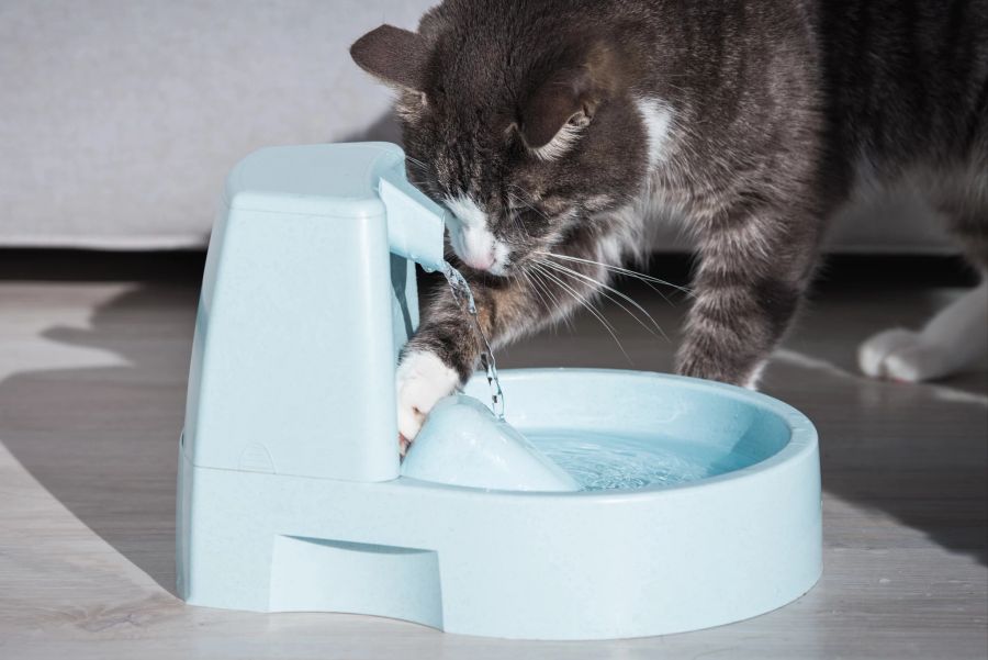 Katze Wasserspender