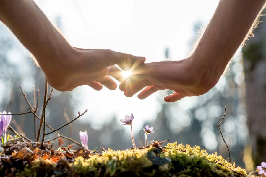 Hand, Sonnenlicht, Blumen, Heilung, Natur