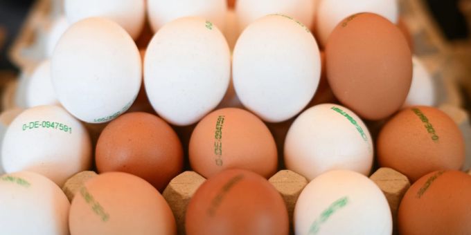 Eierkrise - USA bitten Länder in Europa um Eier