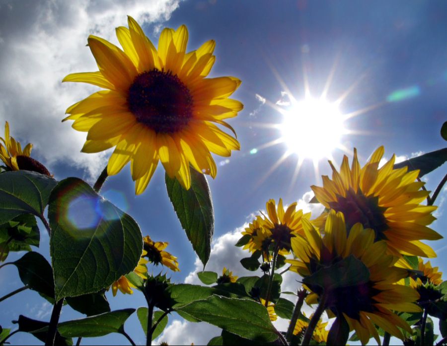 Der Auffahrtsdonnerstag sowie der Freitag werden dieses Jahr sonnig. (Symbolbild)