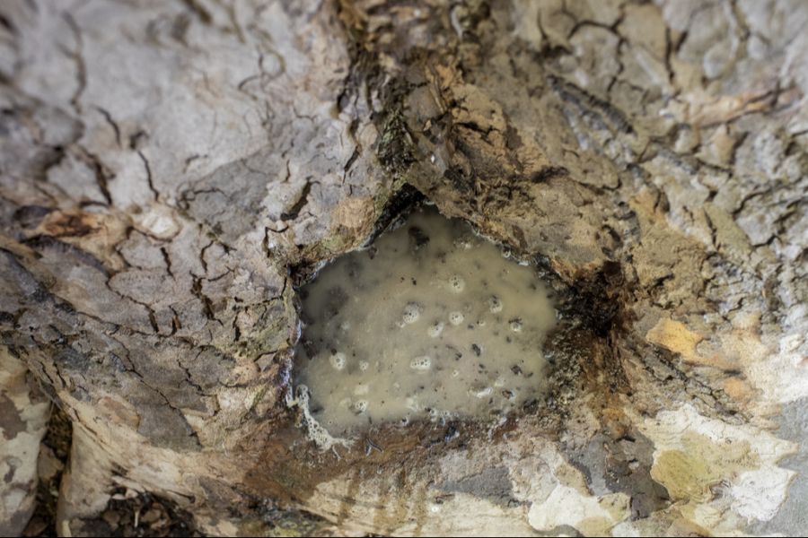 Dem invasiven Insekt dient abgestandenes Wasser – wie hier in einem Baum – als Brutstätte. (Symbolbild)