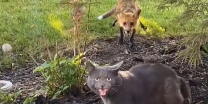 Katze Fuchs