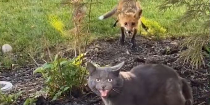 Katzen gehören grundsätzlich nicht ins Beutespektrum von Füchsen. Dennoch kann es manchmal zu Konflikten zwischen ihnen. Katze Fuchs