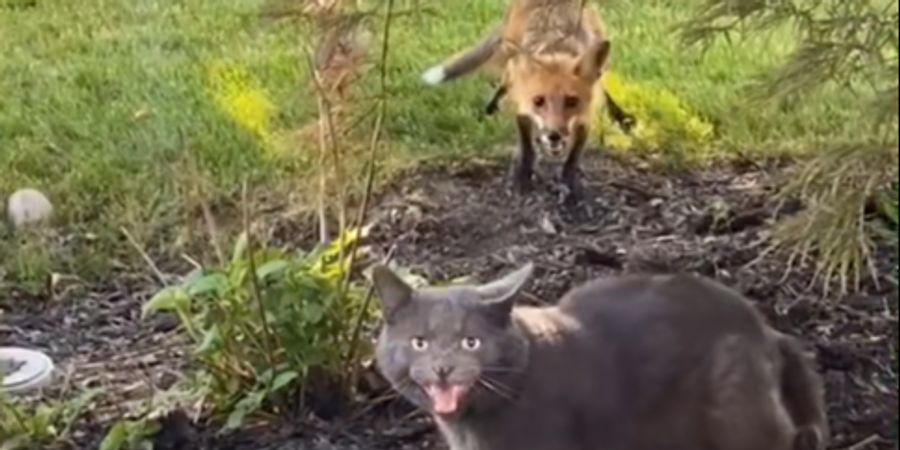 Katze Fuchs