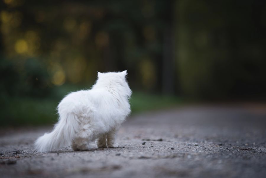 katzenbabys verstossen