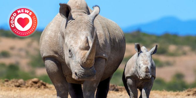 Breitmaulnashorn