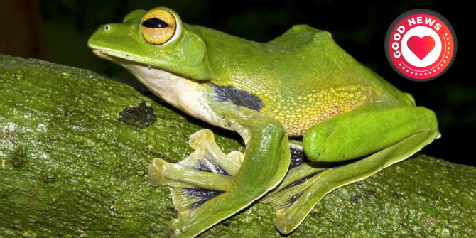 drei neue Froscharten Peru
