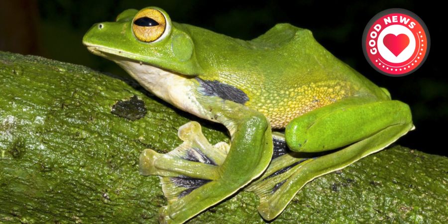 drei neue Froscharten Peru